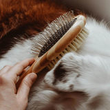 Dog Brush